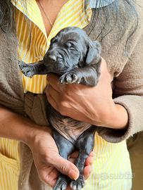 Cuccioli maschi weimaraner/breton