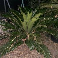 Cycas