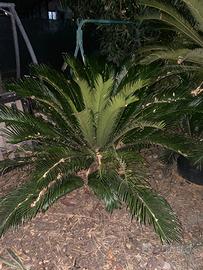 Cycas