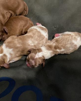 Cavalier King charles Spaniel