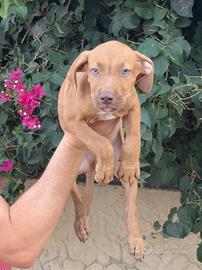 Pitbull