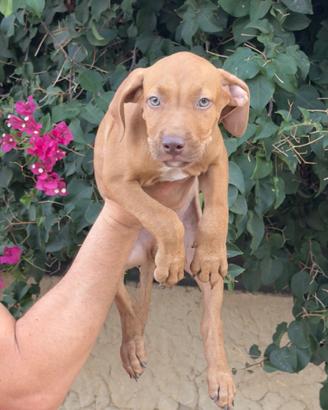 Pitbull