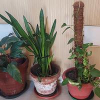 5 Piante da appartamento 