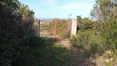 Oliveto con rudere - sorso