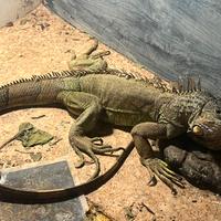 Iguana gigante 110-cm