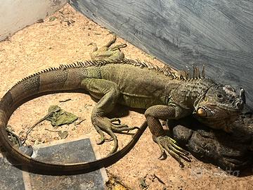 Iguana gigante 110-cm