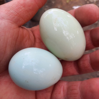 Uova galline blu - Celeste