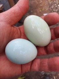 Uova galline blu - Celeste