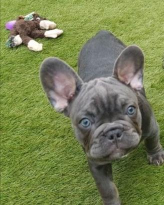 Cuccioli di bulldog francesi blu maschi femmine