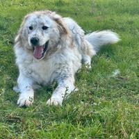 Sansone e il suo amico Otto