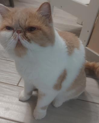 Gatto persiano esotico da monta