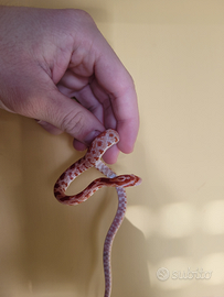 Baby serpente del grano albino (P. guttatus)
