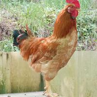 Gallo Robusta Lionata