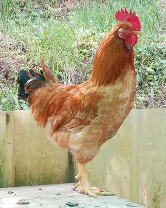 Gallo Robusta Lionata