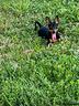 femmine-di-pinscher-no-toy-