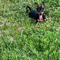 Femmine di Pinscher (no toy)