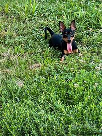 Femmine di Pinscher (no toy)