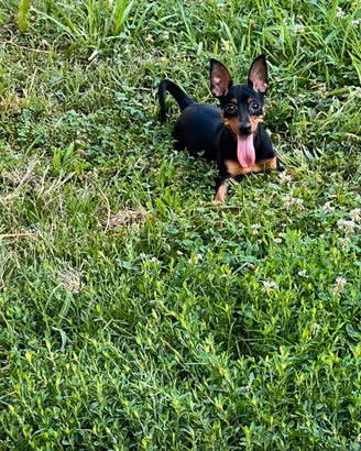 Femmine di Pinscher (no toy)