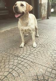 Labrador femmina adulta