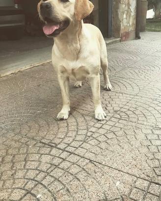 Labrador femmina adulta