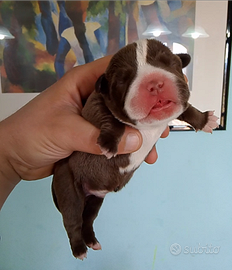 American Bully Micro