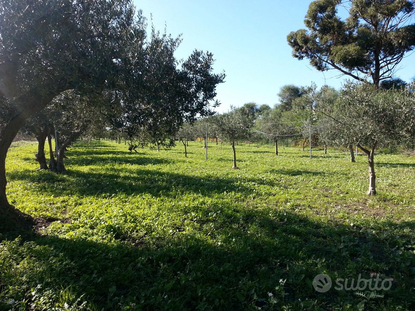 Terreno Uliveto di 3.640 mq zona Fontanasalsa - Vista 2