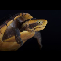 Tartaruga Kinosternon Leocustomum