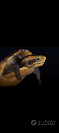 Tartaruga Kinosternon Leocustomum