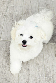 Ultimo cucciolo di maltese con pedigree