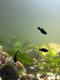 avannotti di platy (pesce tropicale)