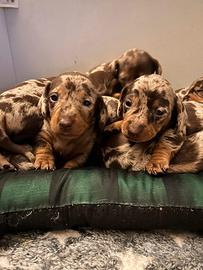 Bassotto arlecchino cioccolato