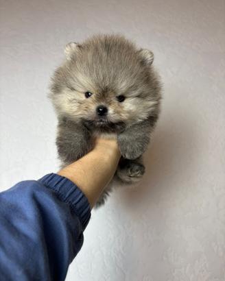 Volpino pomerania Orange 500 GRAMMI Toy 2 mesi