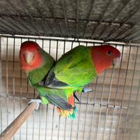 Coppia di Agapornis roseicollis sessolegata