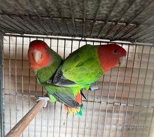 Coppia di Agapornis roseicollis sessolegata