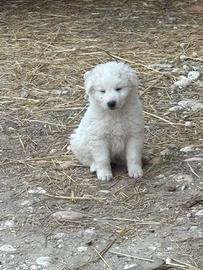 Cuccioli di maremmano