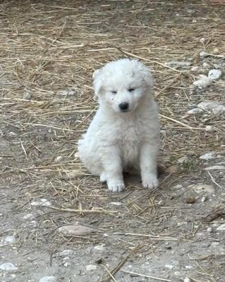 Cuccioli di maremmano