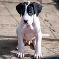 Cuccioli di alano