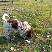 Cane da tartufo