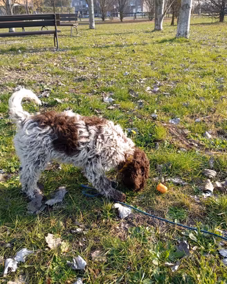 Cane da tartufo