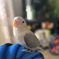 Inseparabili allevati a mano