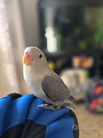 Inseparabili allevati a mano