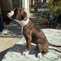 Cucciolo di boxer