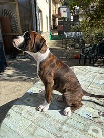 Cucciolo di boxer