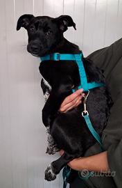 Elettra cucciola meticcia