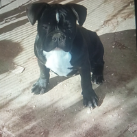 Bulldog francese maschio