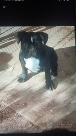 Bulldog francese maschio