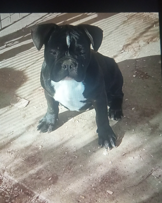 Bulldog francese maschio
