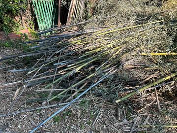 canne da bamboo…..