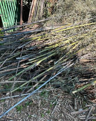 canne da bamboo…..