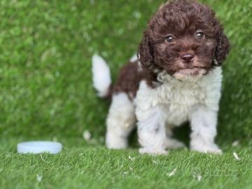 Lagotto romagnolo